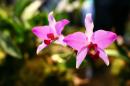 orchidees senat 028 * 4368 x 2912 * (4.55MB)